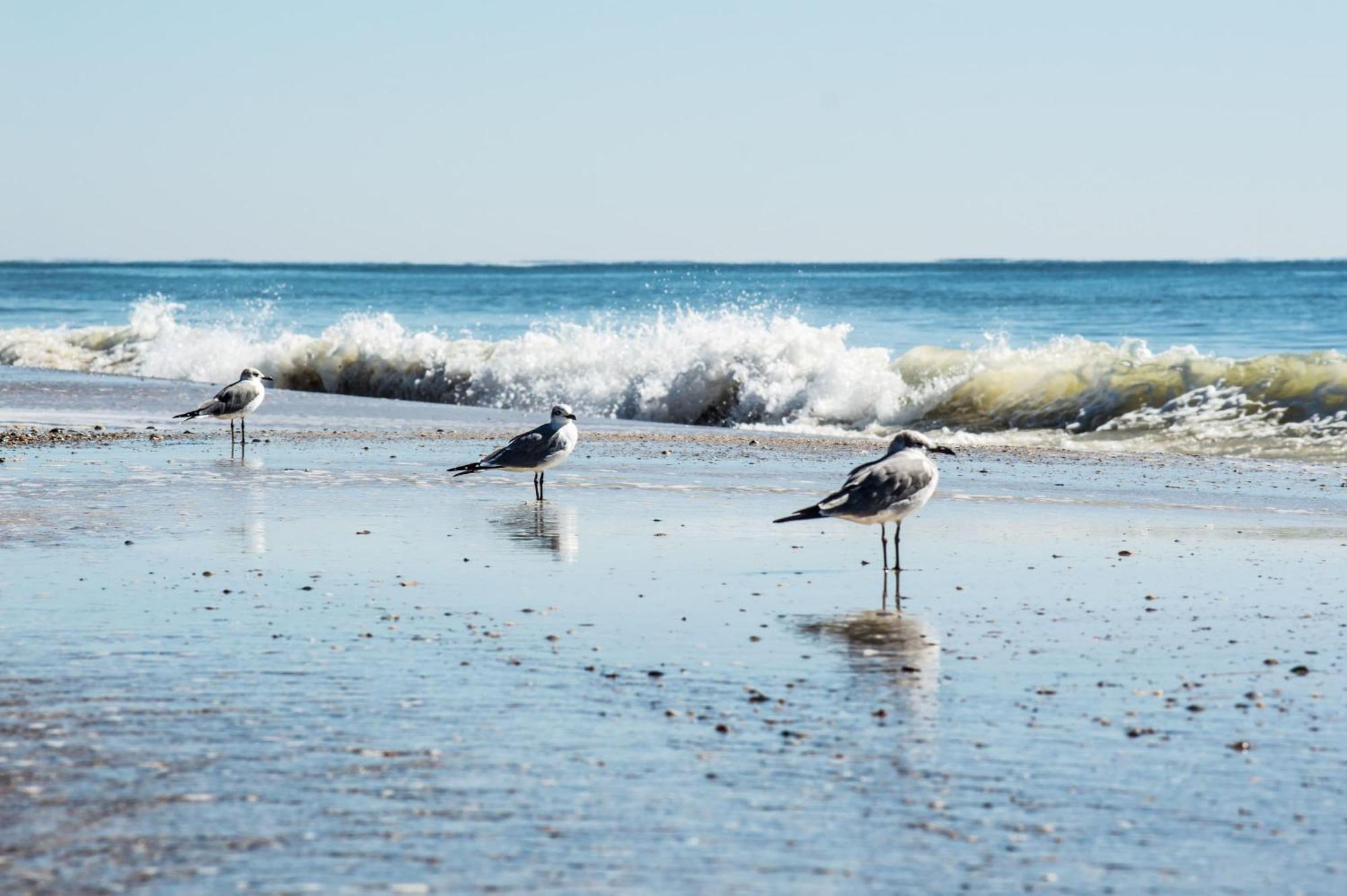 Cozy Condo Just Steps To The Beach, Unit 2 - Sleeps 4 굴프 쇼어스 외부 사진
